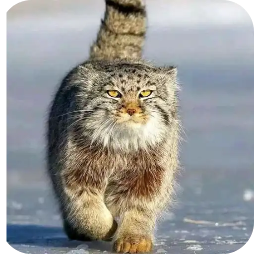 ~ манулы~ preview