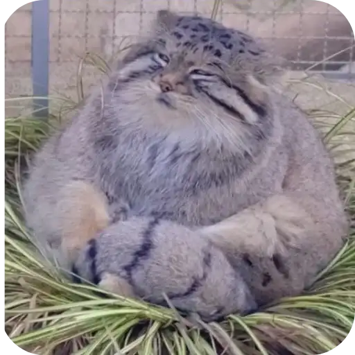 ~ манулы~ preview