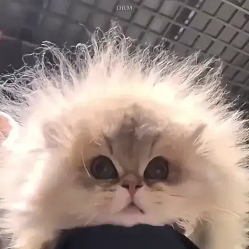 𝐅𝐔𝐍𝐍𝐘 🐾 preview