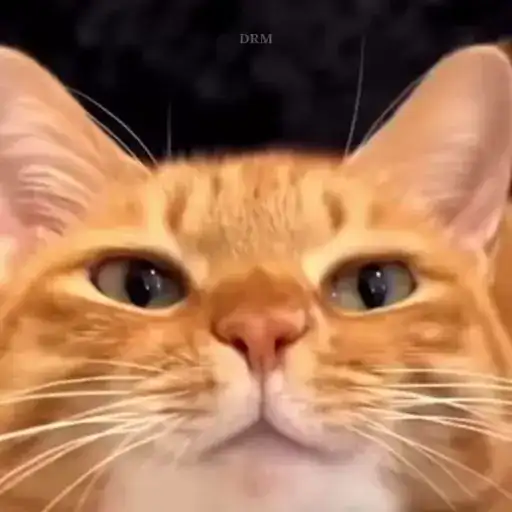 𝐅𝐔𝐍𝐍𝐘 🐾 preview