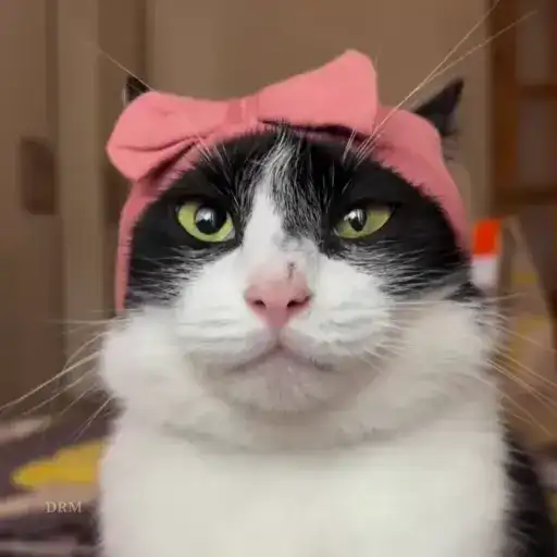 𝐅𝐔𝐍𝐍𝐘 🐾 preview