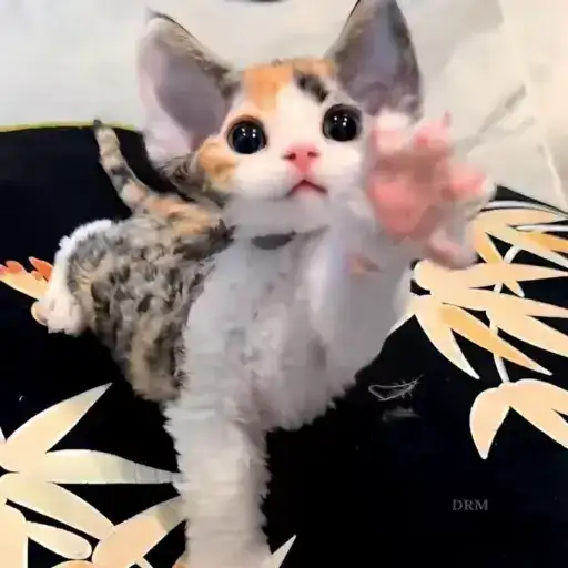 𝐅𝐔𝐍𝐍𝐘 🐾 preview