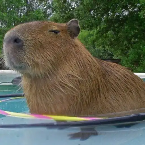 Капибара preview