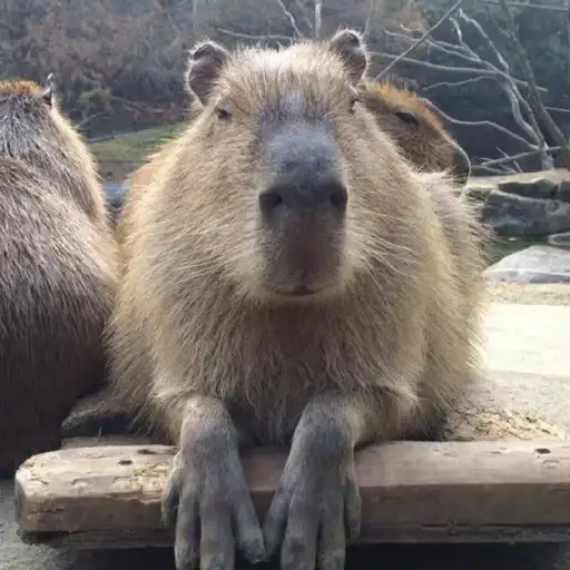 Капибара preview