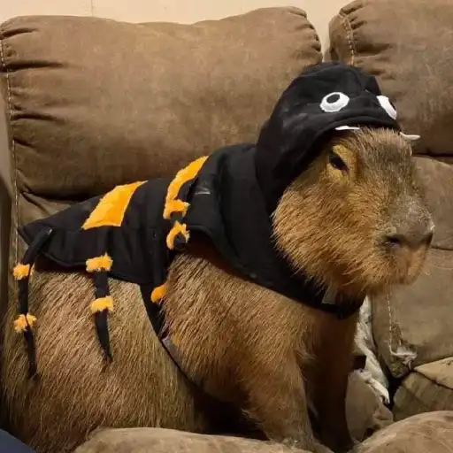 Капибара preview