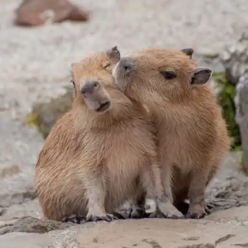 Капибара preview