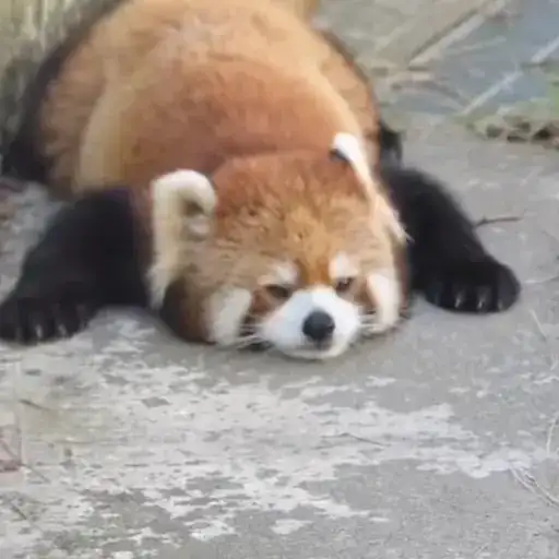 Красная Панда preview