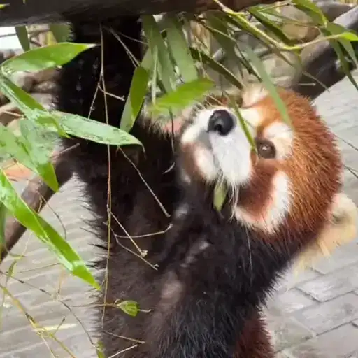 Красная Панда preview