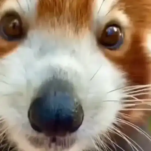 Красная Панда preview