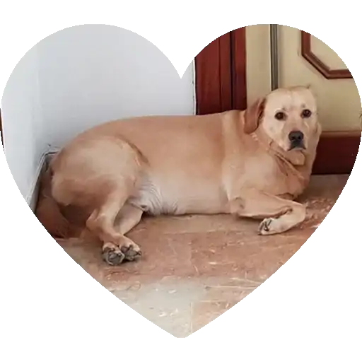 Sticker 🐶