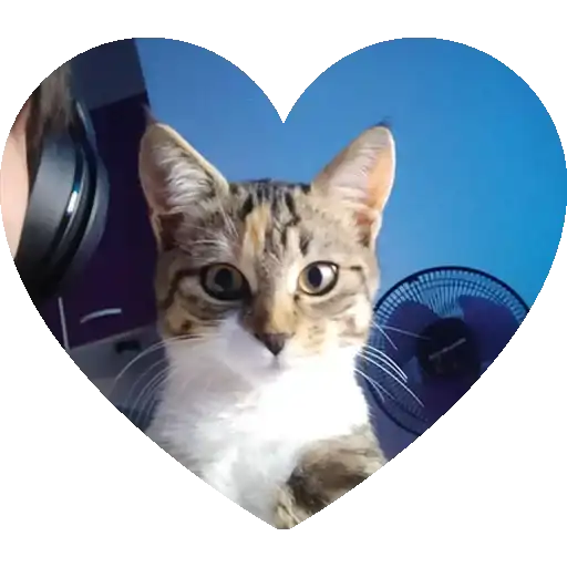 Sticker 🐱