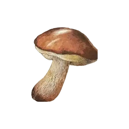 Goblincore.🧙🏻🪜 preview