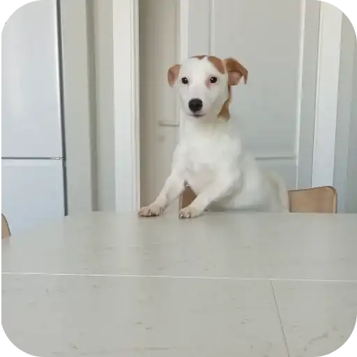 Джерри preview