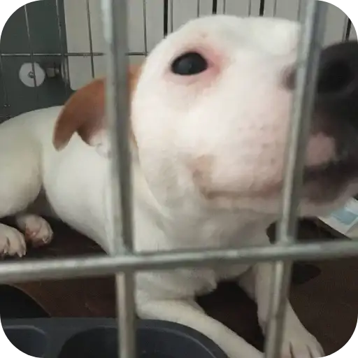 Джерри preview